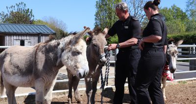 Donkey Sanctuary works with police for 'Operation Gallop'